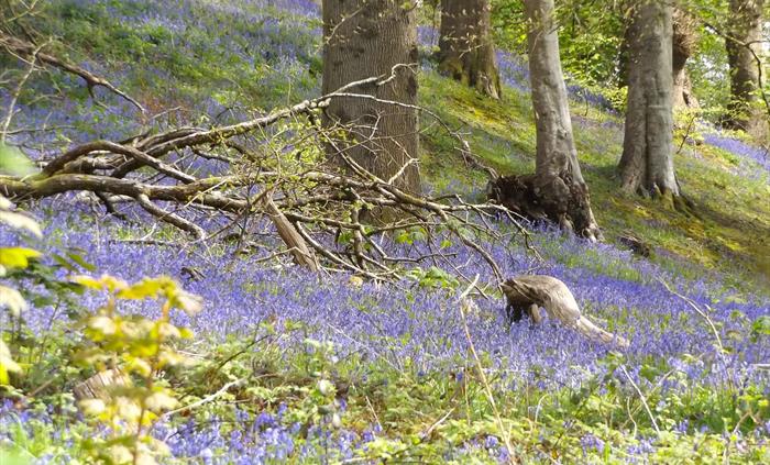 Bluebell Wood